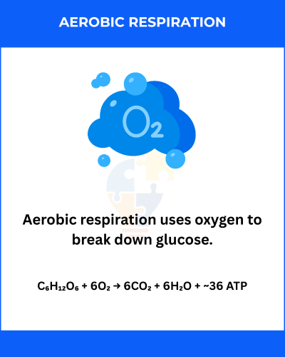 Illustration explaining aerobic respiration, featuring an oxygen cloud and the chemical equation for glucose breakdown.