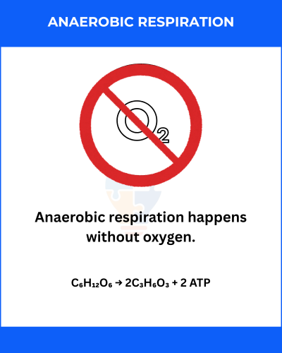 Illustration explaining anaerobic respiration, highlighting its oxygen-free process and chemical equation: glucose to lactic acid and ATP.