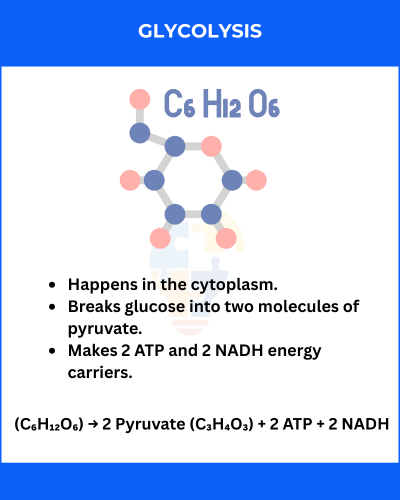 Infographic on glycolysis, illustrating glucose breakdown, ATP and NADH production, and key processes occurring in the cytoplasm.