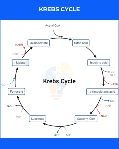 Diagram of the Krebs Cycle, illustrating metabolic pathways with labeled compounds, electron carriers, and energy transfer processes.