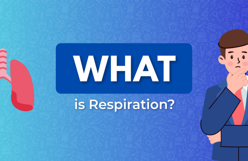 Graphic showing human lungs and the question "What is Respiration?" with a thoughtful person in a suit, emphasizing educational content.