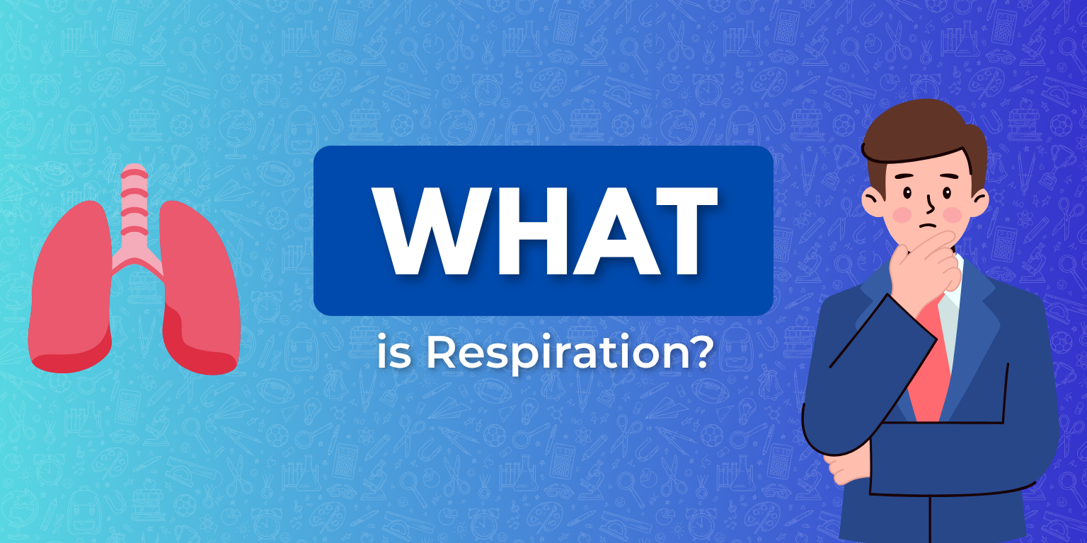 Graphic showing human lungs and the question "What is Respiration?" with a thoughtful person in a suit, emphasizing educational content.